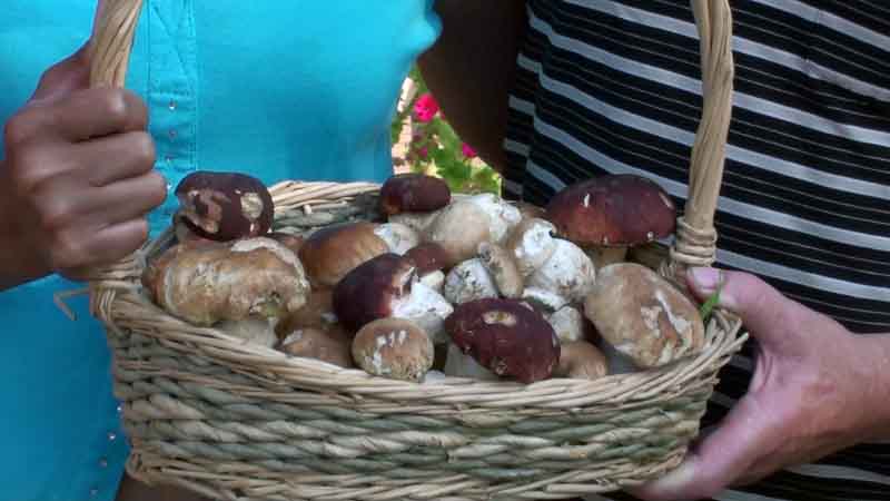 Incontro con il Boletus pinicola